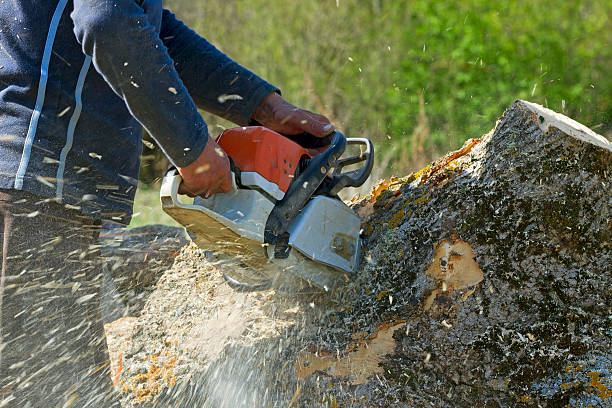 Best Affordable Tree Service  in Sudley, VA